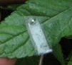 Leaf Sensor & Irrigation Software